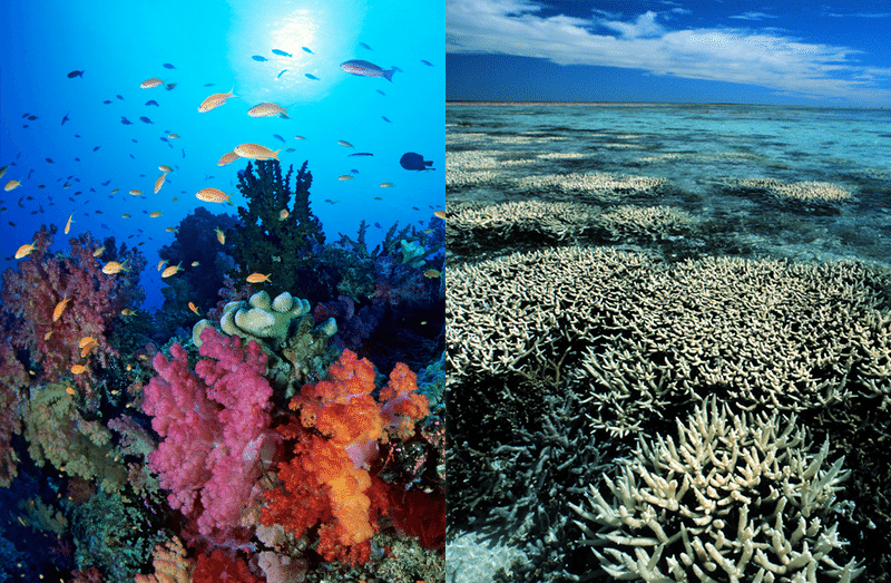 Before and After Coral Bleaching