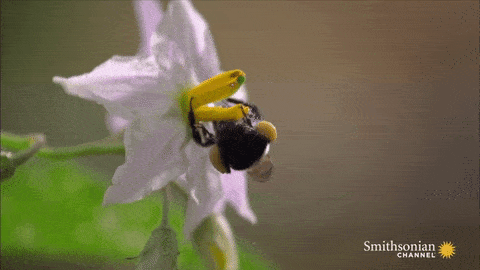 Not The Bees Gif 6