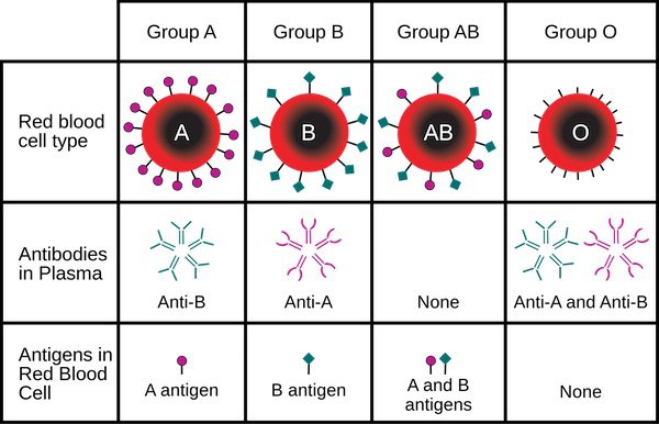 blood-type-chart-ABO (1)