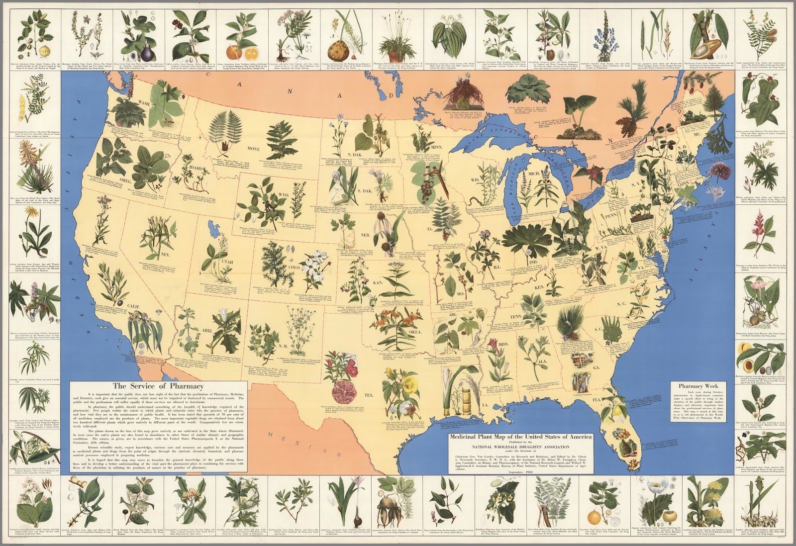 Fascinating-1930’s-Pharmacist-Map-of-Herbal-Cures-Released-To-Public