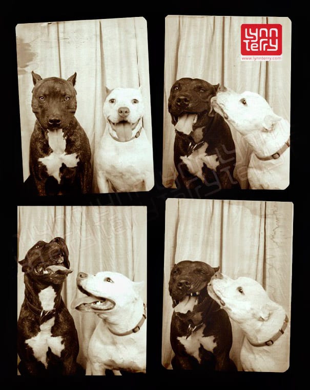 dogs-photo-booth-2