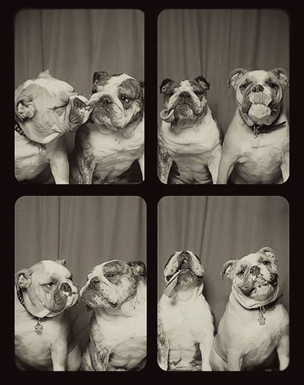 dogs-photo-booth-4