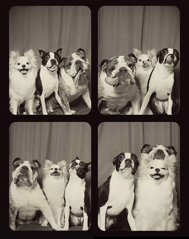 dogs-photo-booth-5