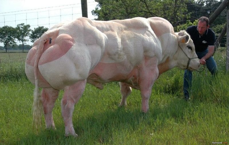 Belgian-Blue-Super-Cow-huge-cow