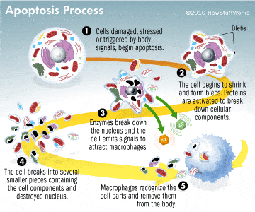apoptosis-diagram