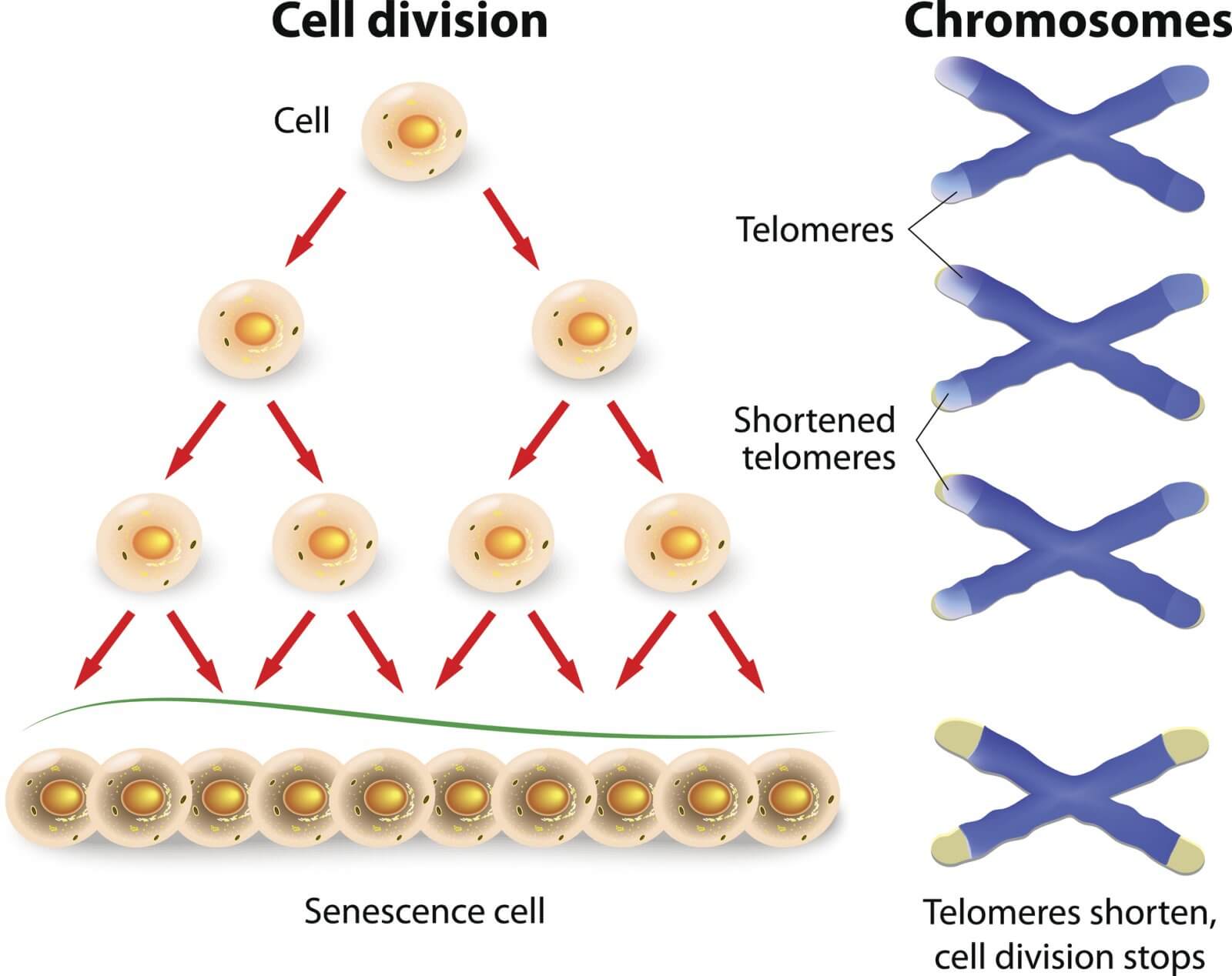 telomoeres