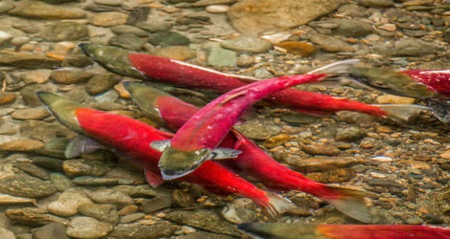 First-Images-Emerge-Of-Radioactive-Salmon-In-Canada