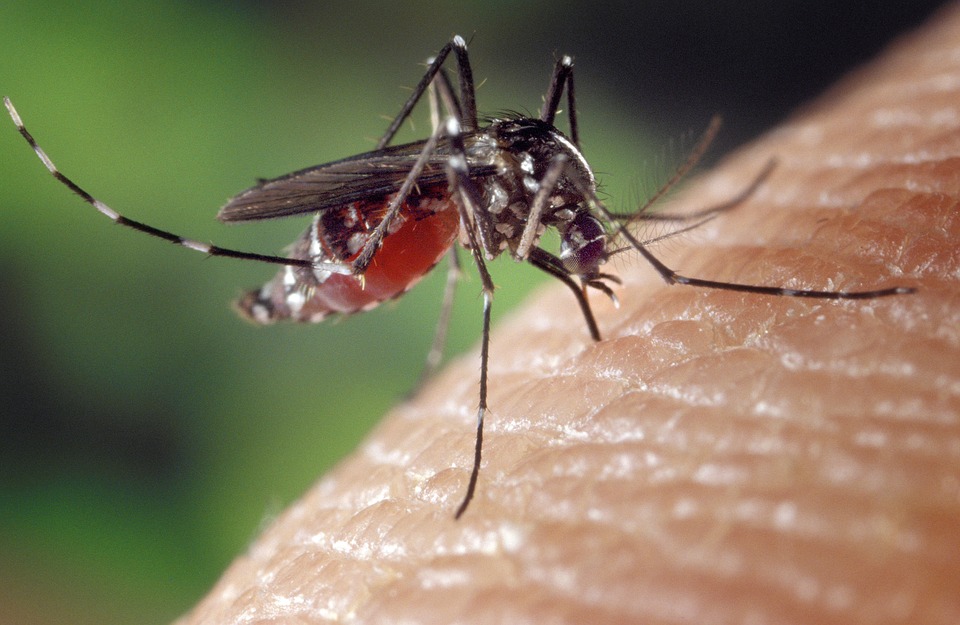 mosquito, mosquito repellent, natural mosquito repllent
